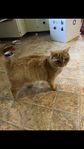 Katt