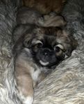 Tibetansk spaniel valpar