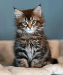 Maine coon och Norsk skogkatt blandning. Honkatt