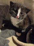 kattungar 