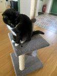 katt träd