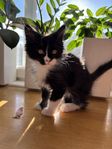 Maine coon /skogskatt