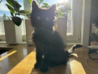 Skogskatt/maine coon hane
