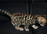 Renrasig bengal kattunge med stamtavla