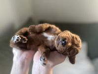 Australian labradoodle-valpar söker hem 