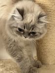 långhåriga katt