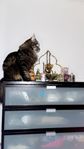 Norsk skogkatt/ bondkatt 