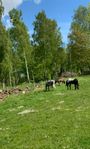 Sommarbete 