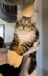 Leveransklar kattunge Maine Coon