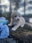 Maltipoo valpar 