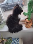 långhårig kattunge