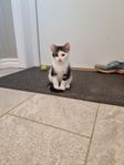 Bondkatt