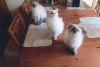 Flyttklara semilånghåriga kattungar