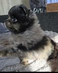 pomeranien 