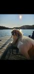 2 årig tibetansk spaniel - hane 