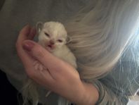 Renrasiga Ragdolls 