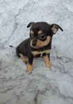 Chihuahua blandis tik leveransklar 