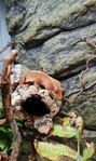 ögonfransgecko