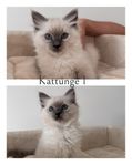 Ragdoll kattungar 