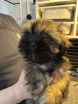 Lhasa Apso Valpar