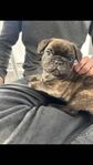 Fransk bulldog