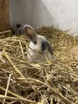 Dvärgvädur kaniner okastrerade hanar 