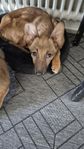 Hund