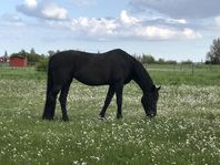 Sommarbete