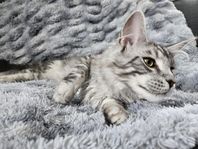 Maine coon kattunge 