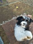 llhasa apso shiti 