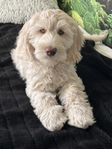 Australian labradoodlevalp, 3 mån