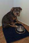 fantastiskt ung tjej  på 5 månader  American bully tik