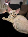 Devon rex