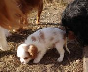 cavalier