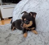 Chihuahua blandis tik 