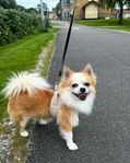 Pomchi hane