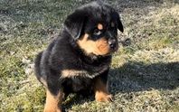 Rottweiler valpar 