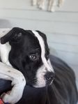 Tyson, 1 årig amstaff/bully