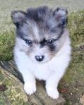 Pomeranian/Kleinspitz-Papillon 