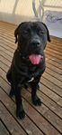 Presa canario/American Bully