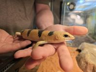 Skink Ödla med terrarium 