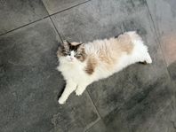 Ragdoll Katt