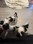 Hund valpar 