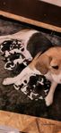 Beagle valpar