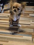 chihuahua renrasig