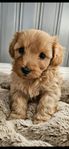 Cavapoo 