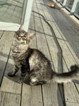 kattunge Hona (enköping)