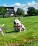 American Bully pocket TIK
