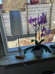 Bordslampa
