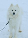 Samojed